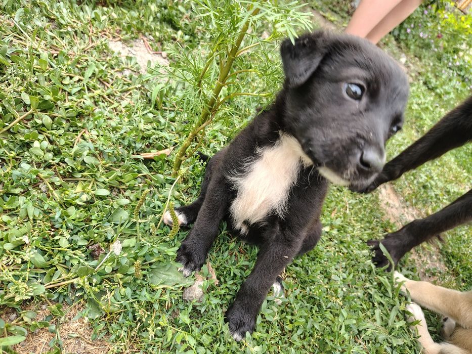 Adopție catei 2-4 luni