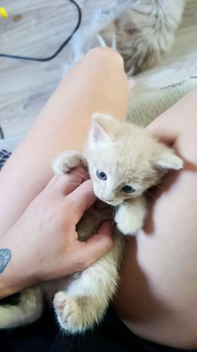 Отдам котят бесплатно!!!