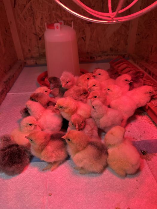 Pui Brahma, Wyandotte, Matase Japoneza