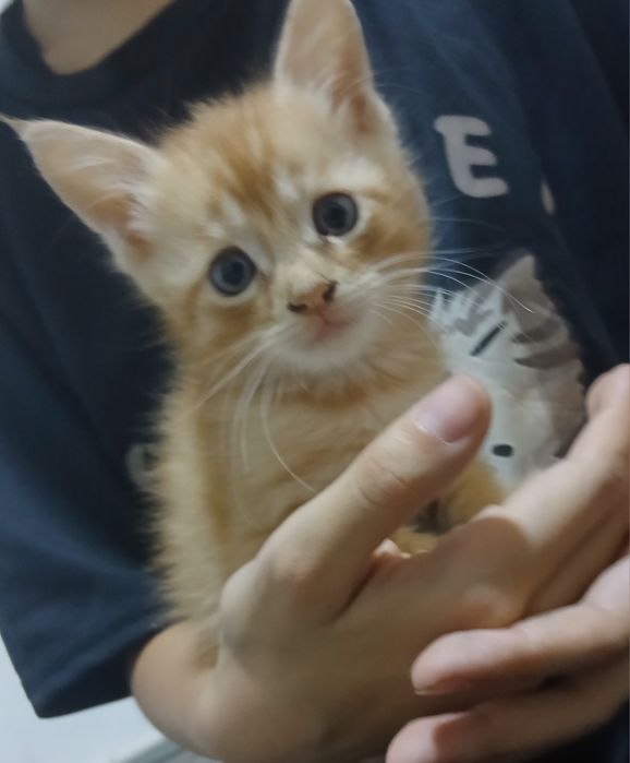 Отдам котят в хорошие руки