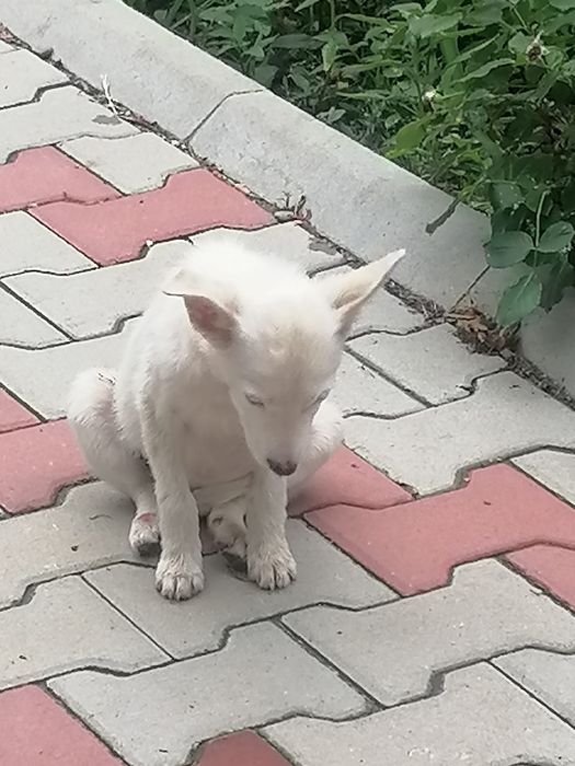 Cățelușa alba pentru adoptie