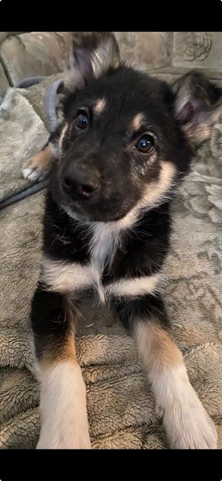 Ищем дом для малыша