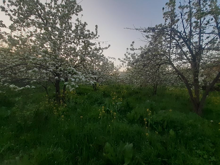 Qoramozorda 4 sotix yer sotiladi