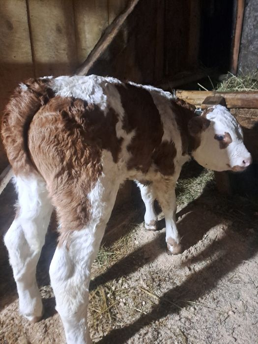 Sugari băltată si angus.