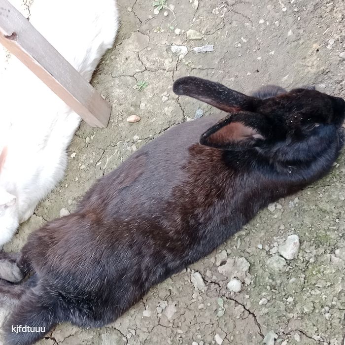 Quyonlar sotiladi srochna