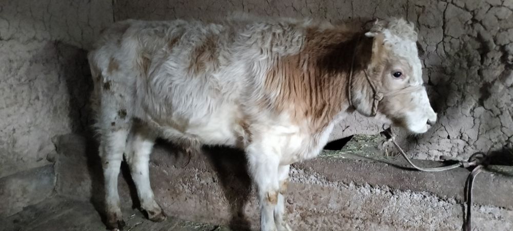 Парода өгіздер сатылады