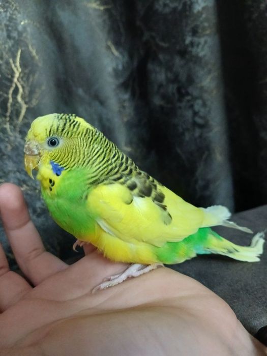 Волнистые попугаи