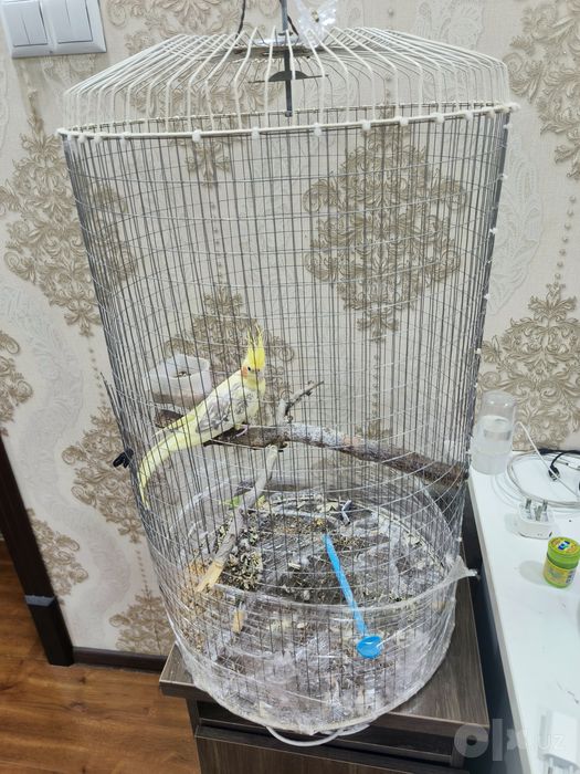 Попугай Корелла жемчужный окрас редкий с клеткой 5 месяцев девочка