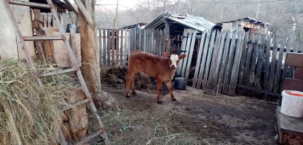 Vitea Baltata Romaneasca