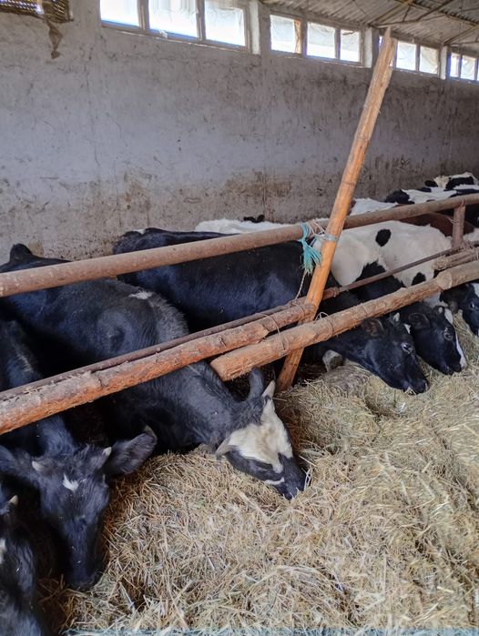 Tauri,Vitele si tauras de vanzare