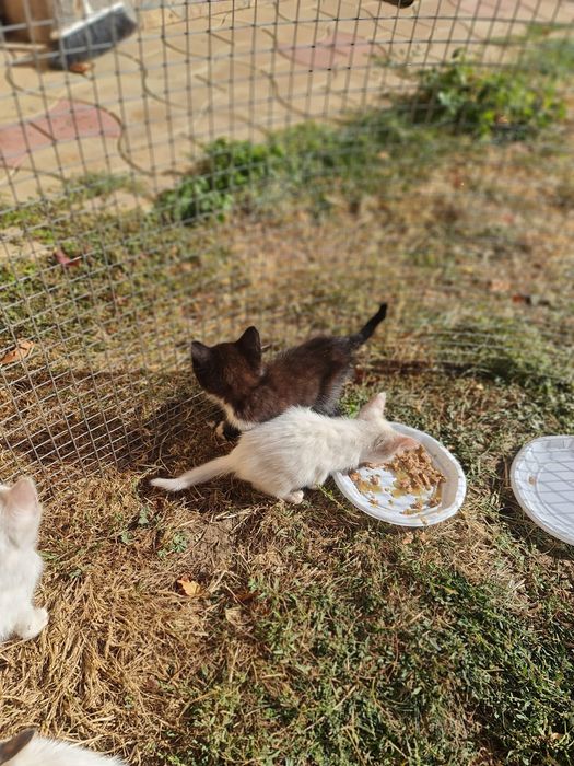 Donez/ofer spre adopție  pui de pisica