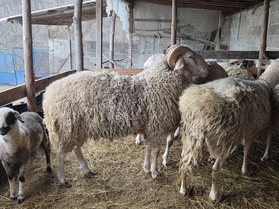 Продавам Коч Асаф