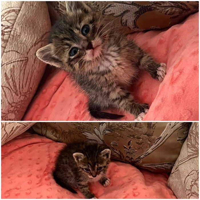Отдам котят в добрые руки