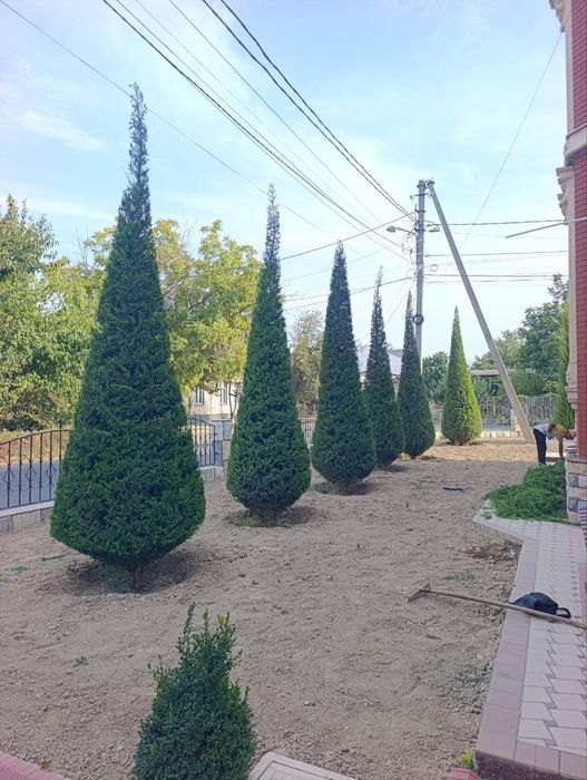 Archa kesish dorilash xizmati