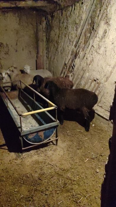 Семіз қой, ісек, тоқтылар сатылады,