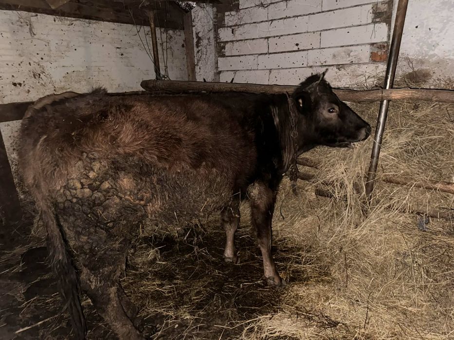 vand juninca gestanta de 7 luni la prima fatare