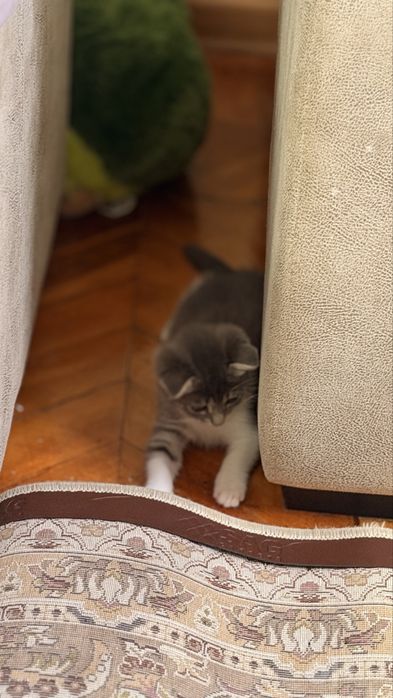 Продаётся котёнок Scottish Fold, мальчик, 2 месяца
