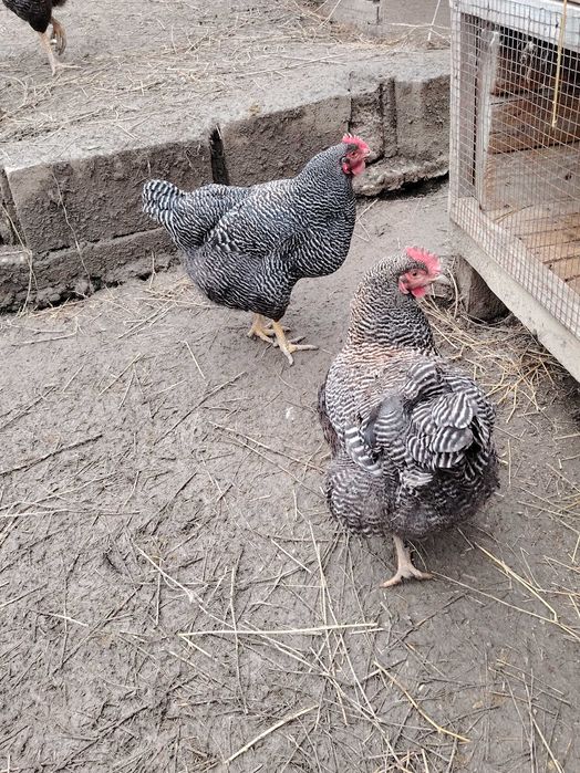 Vînd ouă petru încubat rasa playmount