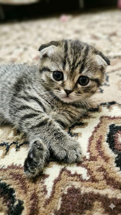 Котята Шотландские