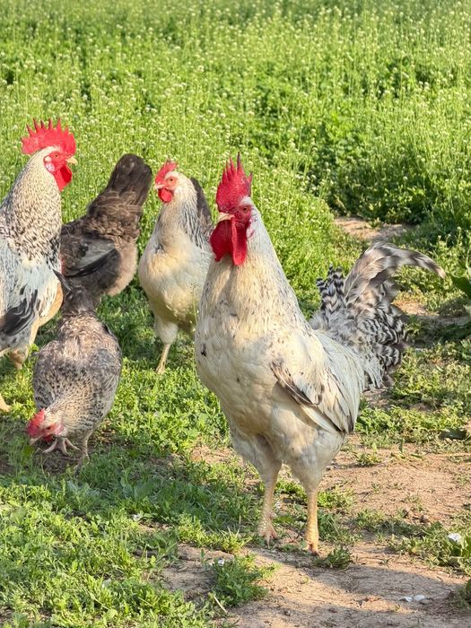 Барковская барвистая