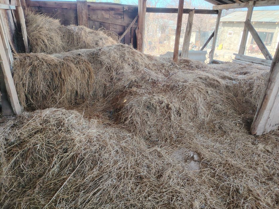 Пичон хашак сотилади