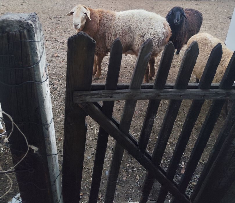 Кошкар, продам кошкара