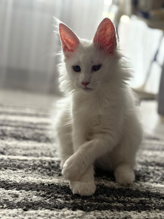 Продам котенка Мейнкуна