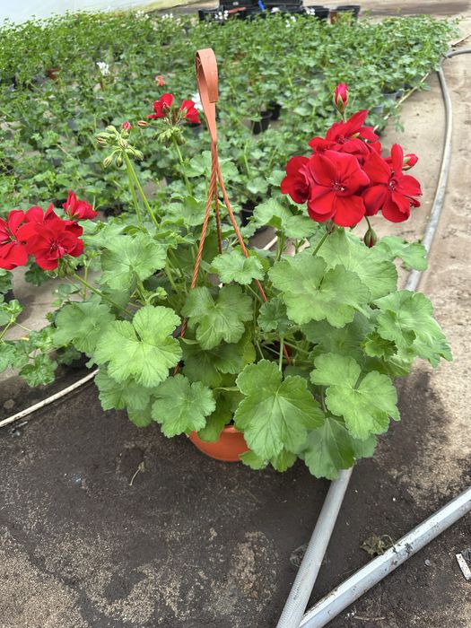 Flori de exterior in ghivece