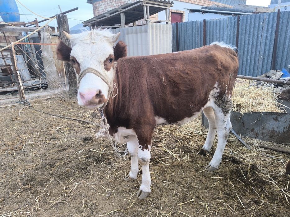 Қашар сатылады 400000