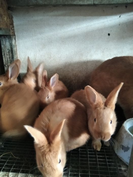 Продам породистых кроликов