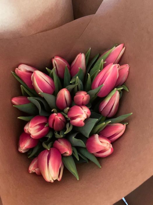 тюльпаны голандские