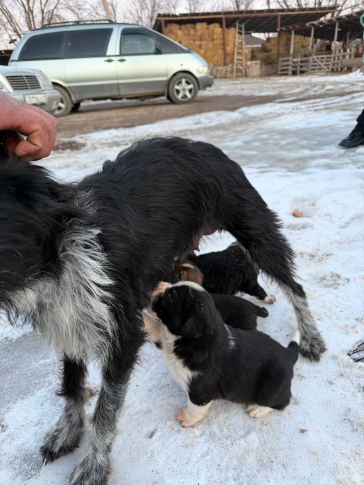 Продам щенят очень послушные