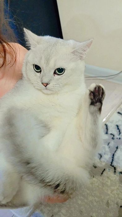 Продам чистоплотного, чистокровного котика 8 мес серебристую шиншиллу