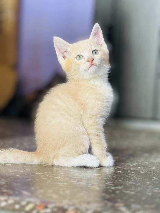 Котята добрые руки