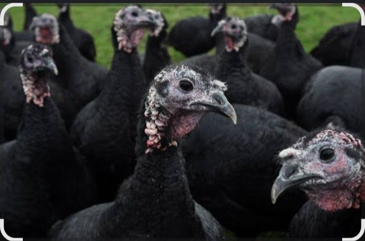 Қара үндік сатылады еттке