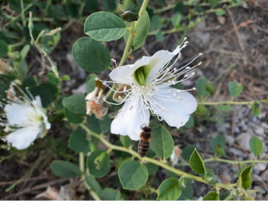 Мёд, пыльца прополис