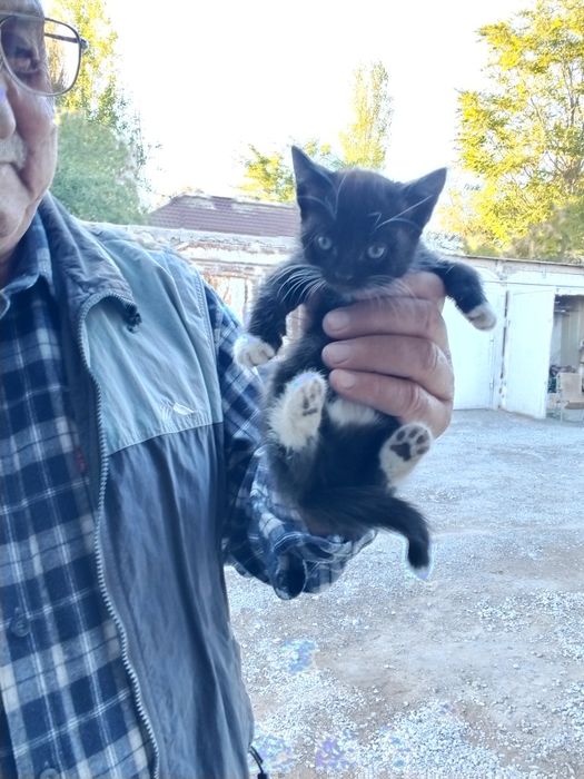 Котёнок ,котята мышилов мальчик