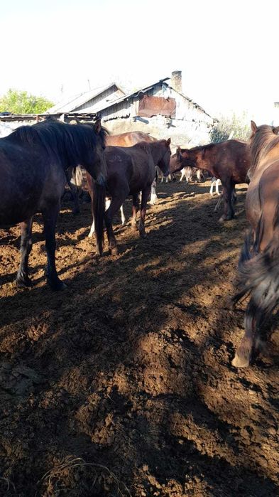 Продам лошадей (кабыла, тай)
