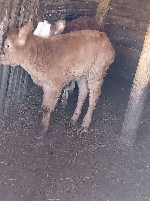 Продам теленка телочка