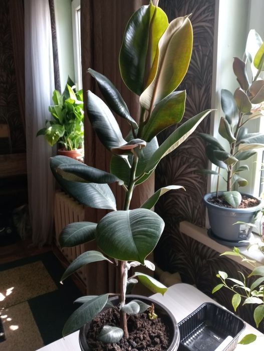 Продам    фикусы