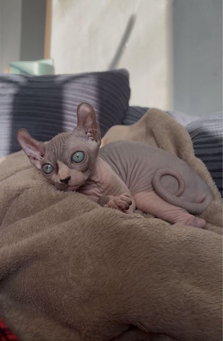Сфинкс эльф котенок