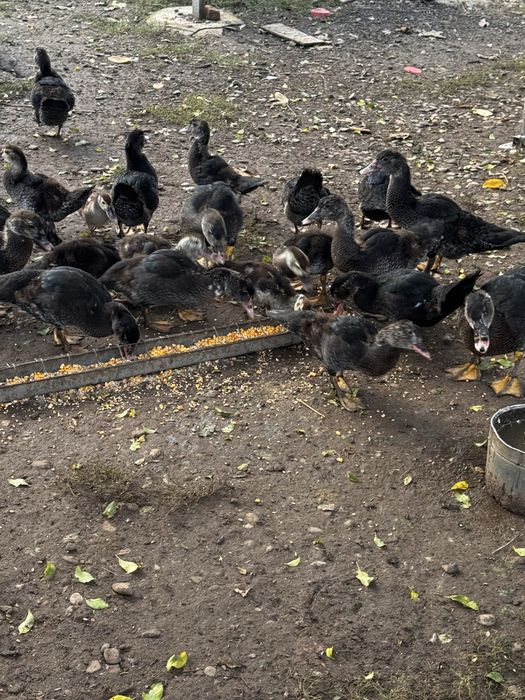 Rate si ratoi lesesti!