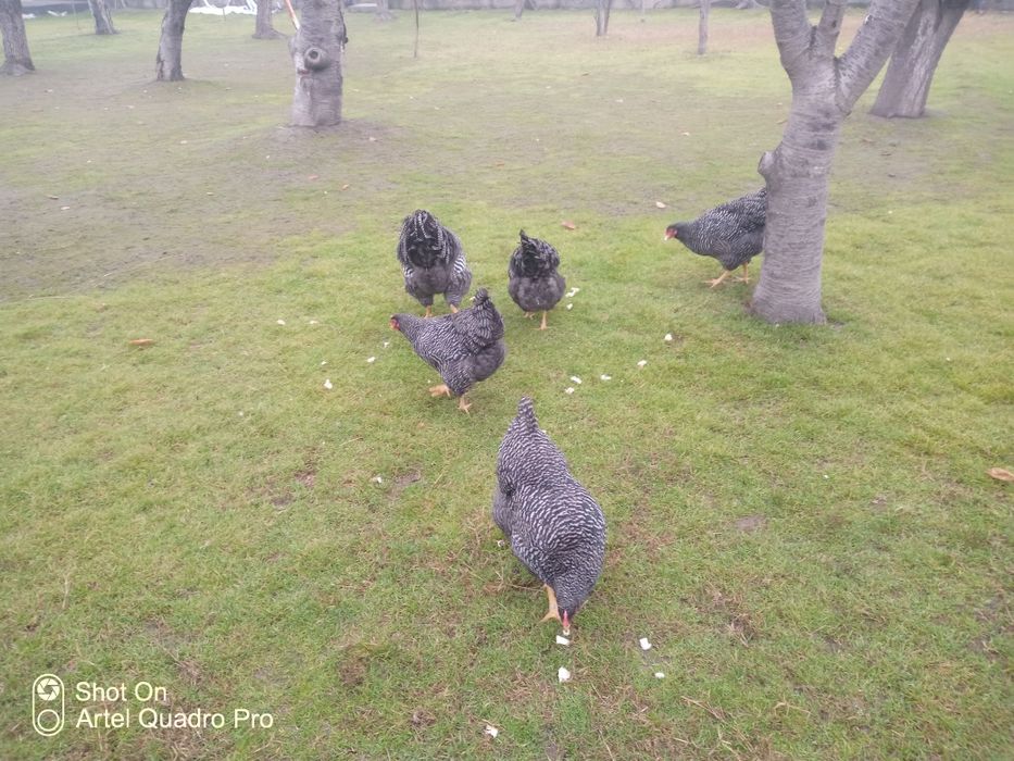 Parranda Plomotrok zotli