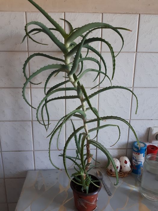 Алоэ 5 лет лечебный