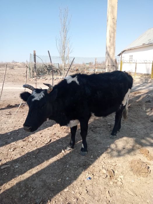 Бұзаулы сиыр сатылады. Қызылорда қаласы(өзінде). Баспақ еркек.