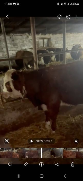 Продам бычков подсосных