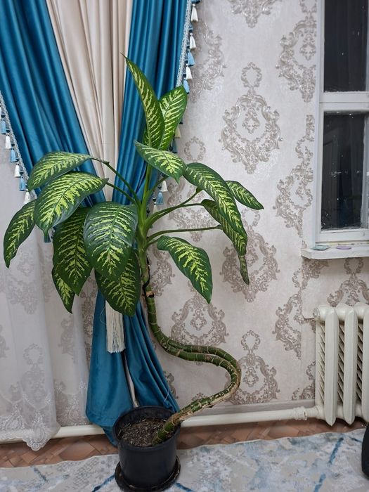 Дифенбахия тропикалық гүл