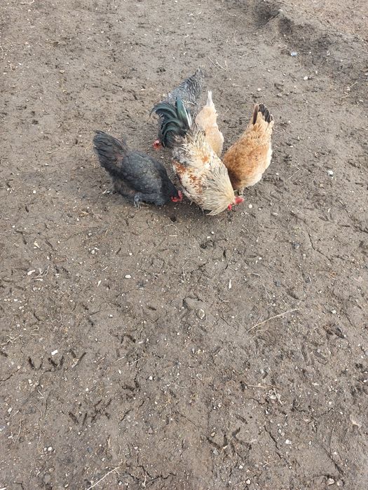 Продаётся куры и петух.