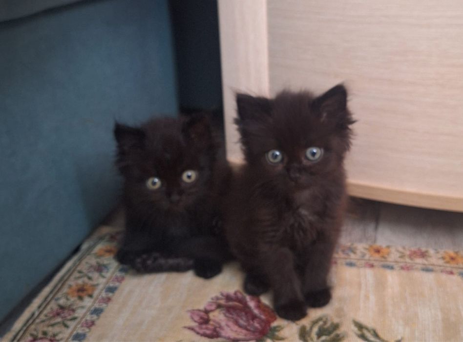 Отдадим котят в добрые руки