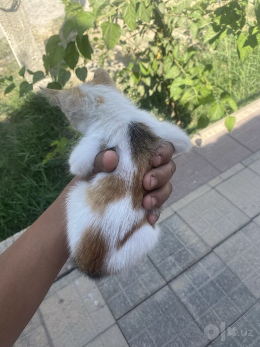 Yoshgina mushukcha